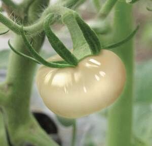 クリスタルトマト Crystal Tomato (1箱30錠)